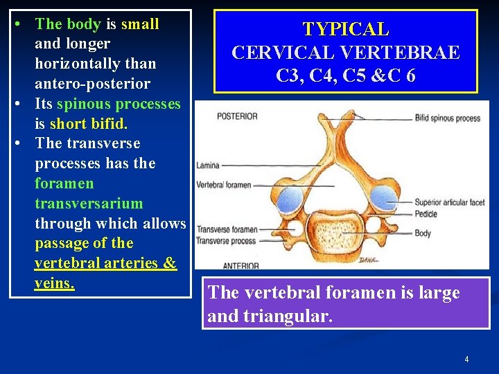  • The body is small and longer horizontally than antero-posterior • Its spinous