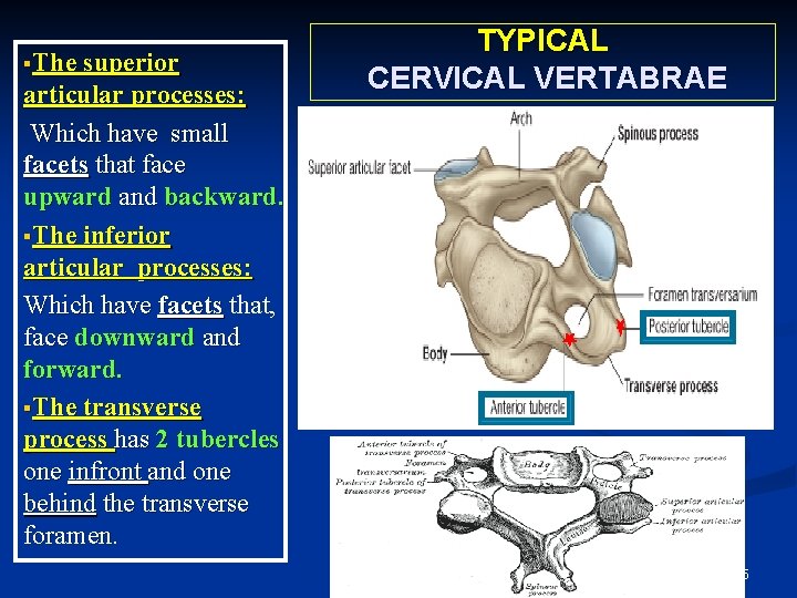 §The superior articular processes: Which have small facets that face upward and backward. §The