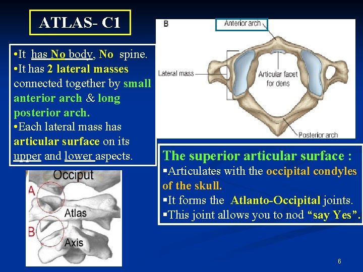 ATLAS- C 1 • It has No body, No spine. • It has 2