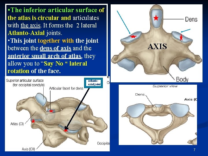  • The inferior articular surface of the atlas is circular and articulates with