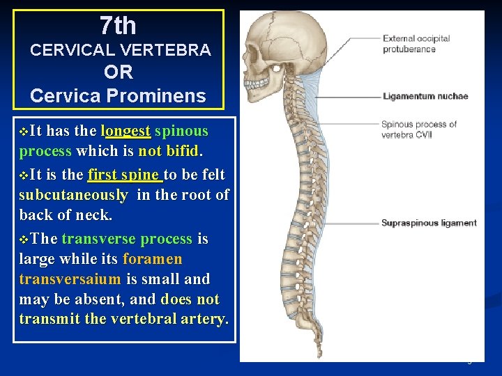 7 th CERVICAL VERTEBRA OR Cervica Prominens v. It has the longest spinous process