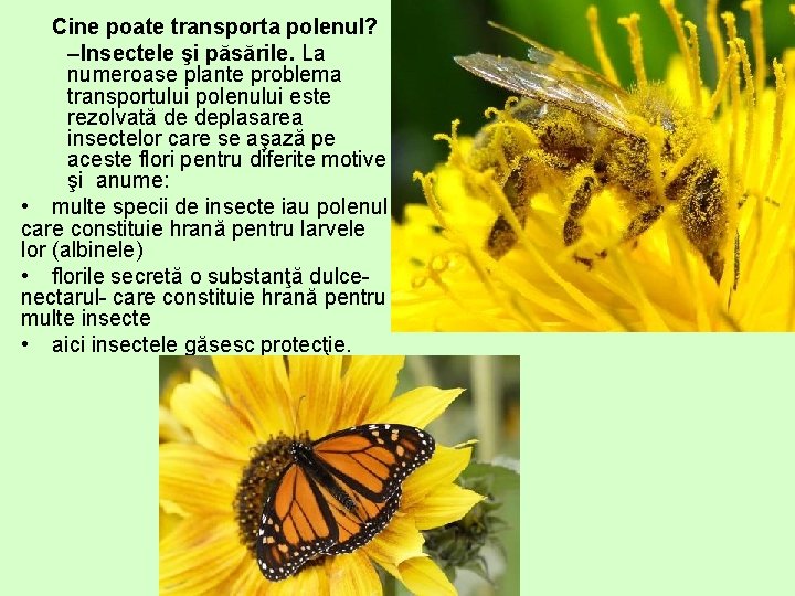 Cine poate transporta polenul? –Insectele şi păsările. La numeroase plante problema transportului polenului este