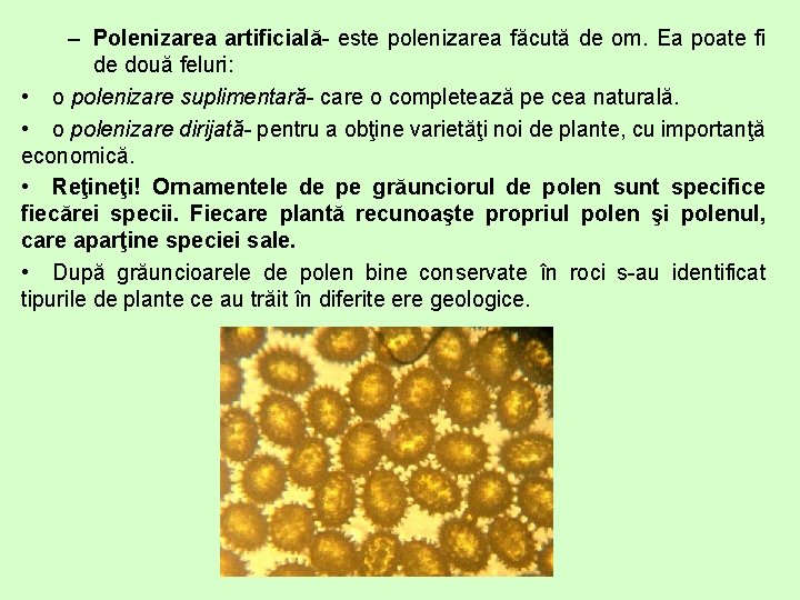 – Polenizarea artificială- este polenizarea făcută de om. Ea poate fi de două feluri: