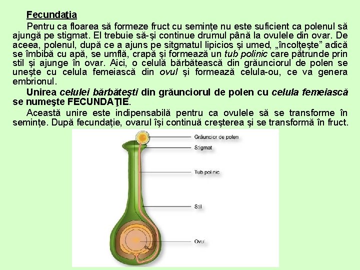 Fecundaţia Pentru ca floarea să formeze fruct cu seminţe nu este suficient ca polenul