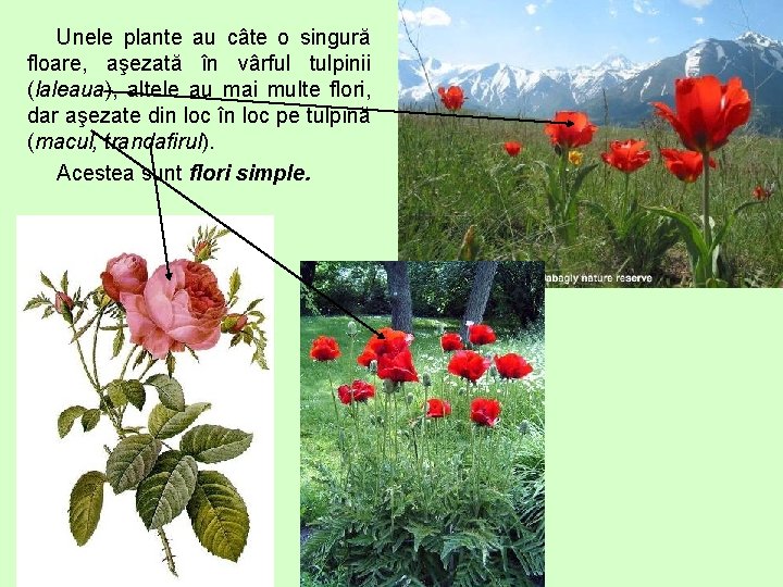 Unele plante au câte o singură floare, aşezată în vârful tulpinii (laleaua), altele au