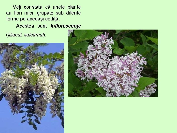 Veţi constata că unele plante au flori mici, grupate sub diferite forme pe aceeaşi