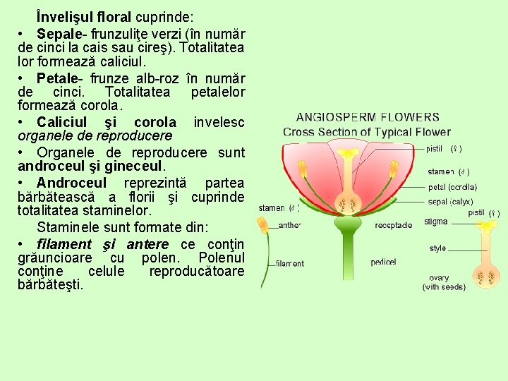 Învelişul floral cuprinde: • Sepale- frunzuliţe verzi (în număr de cinci la cais sau