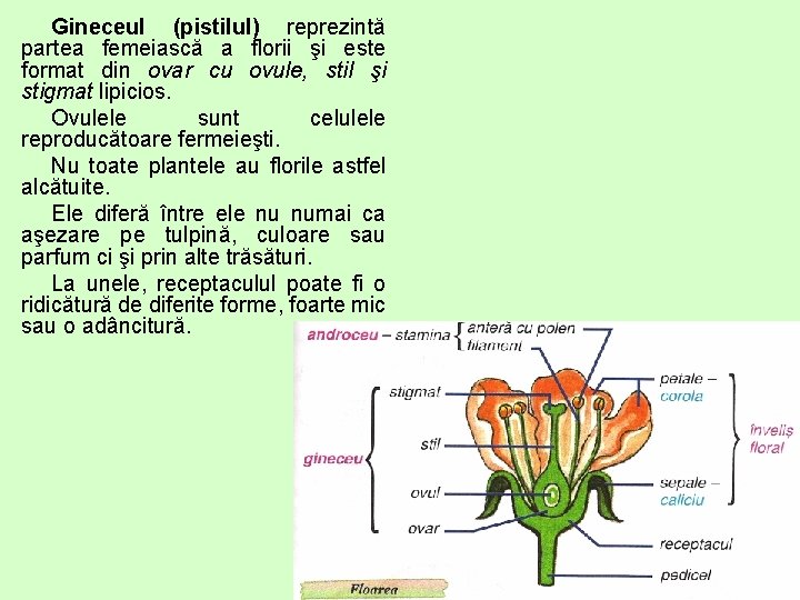 Gineceul (pistilul) reprezintă partea femeiască a florii şi este format din ovar cu ovule,