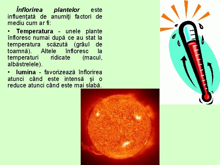 Înflorirea plantelor este influenţată de anumiţi factori de mediu cum ar fi: • Temperatura