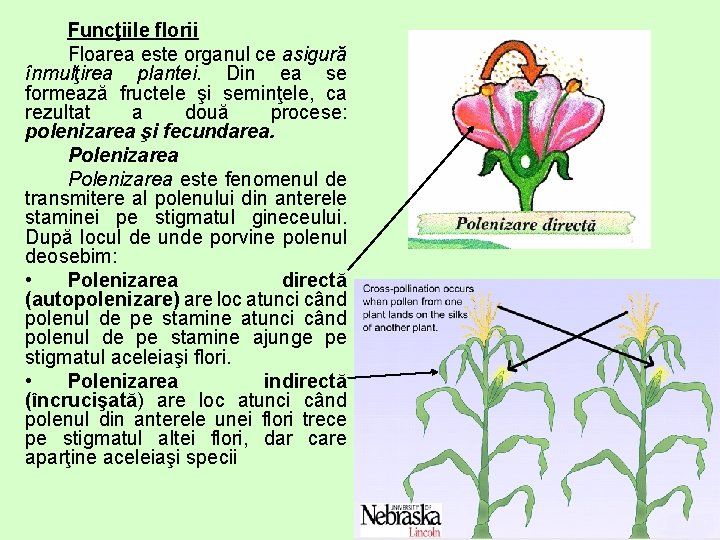 Funcţiile florii Floarea este organul ce asigură înmulţirea plantei. Din ea se formează fructele