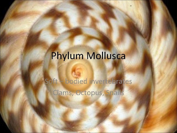 Phylum Mollusca Soft – bodied invertebrates Clams, Octopus, Snails 