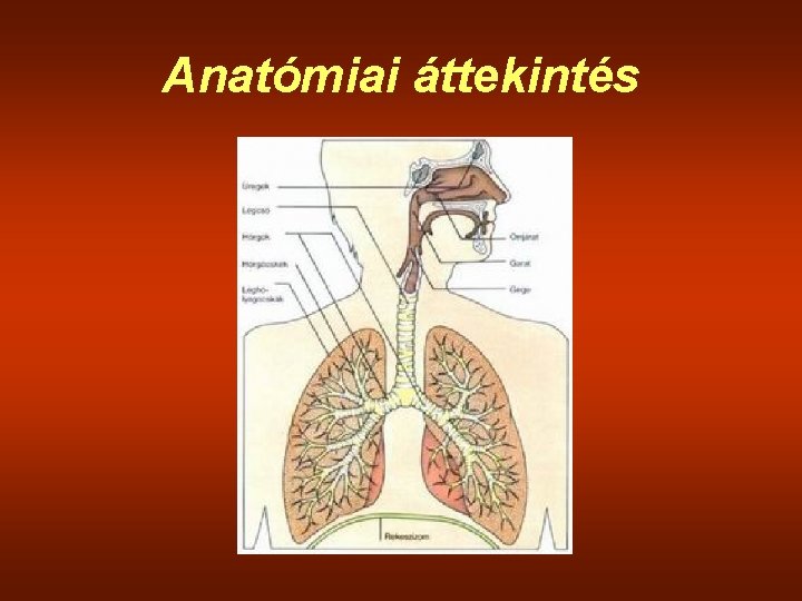 Anatómiai áttekintés 