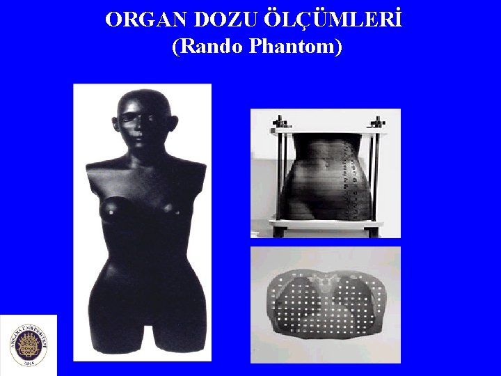 ORGAN DOZU ÖLÇÜMLERİ (Rando Phantom) 