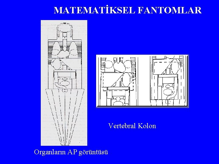 MATEMATİKSEL FANTOMLAR Vertebral Kolon Organların AP görüntüsü 