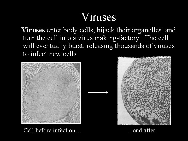 Viruses enter body cells, hijack their organelles, and turn the cell into a virus