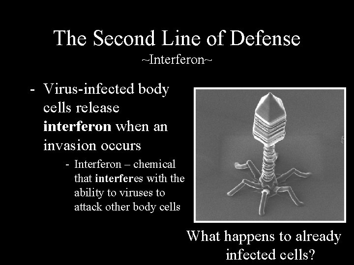 The Second Line of Defense ~Interferon~ - Virus-infected body cells release interferon when an
