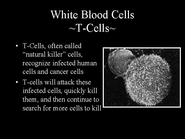 White Blood Cells ~T-Cells~ • T-Cells, often called “natural killer” cells, recognize infected human