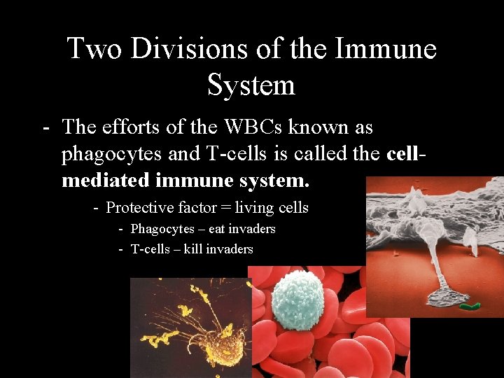 Two Divisions of the Immune System - The efforts of the WBCs known as