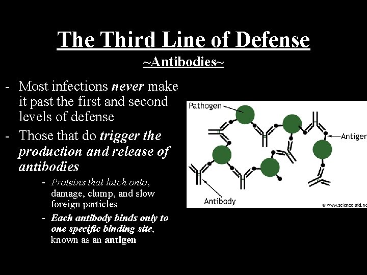 The Third Line of Defense ~Antibodies~ - Most infections never make it past the