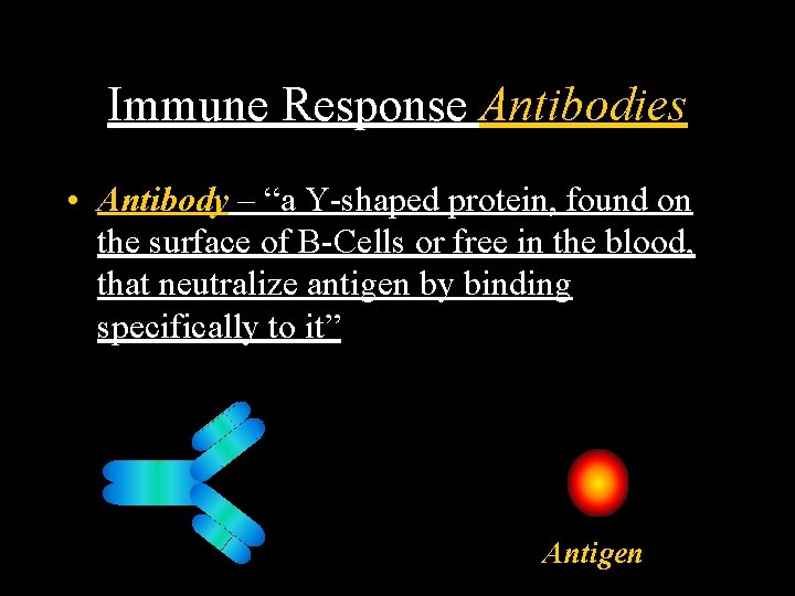 Immune Response Antibodies • Antibody – “a Y-shaped protein, found on the surface of