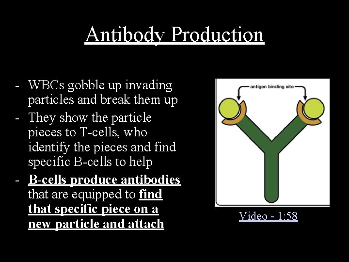 Antibody Production - WBCs gobble up invading particles and break them up - They