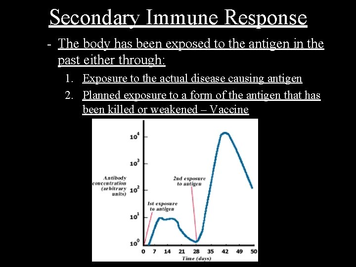 Secondary Immune Response - The body has been exposed to the antigen in the