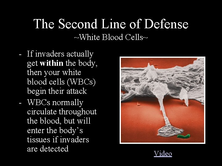 The Second Line of Defense ~White Blood Cells~ - If invaders actually get within