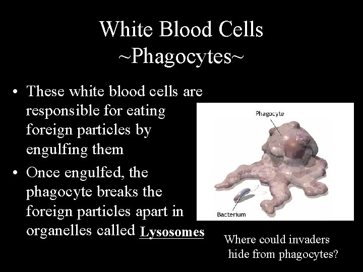 White Blood Cells ~Phagocytes~ • These white blood cells are responsible for eating foreign