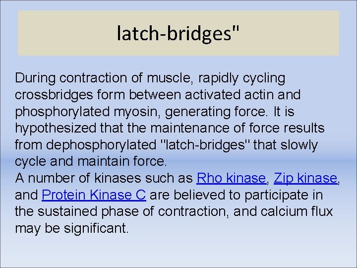 latch-bridges" During contraction of muscle, rapidly cycling crossbridges form between activated actin and phosphorylated