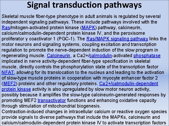 Signal transduction pathways Skeletal muscle fiber-type phenotype in adult animals is regulated by several