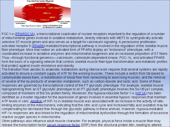 PGC 1 -α (PPARGC 1 A), a transcriptional coactivator of nuclear receptors important to