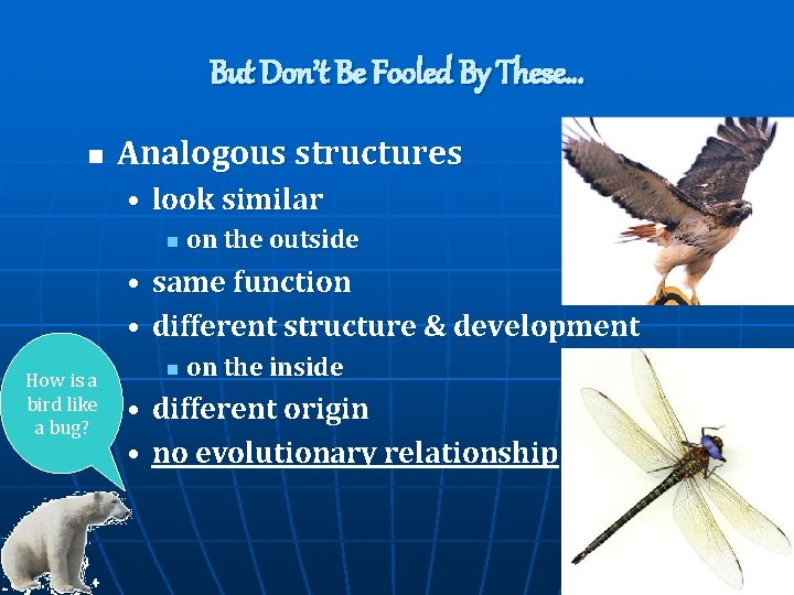 But Don’t Be Fooled By These… n Analogous structures • look similar n on