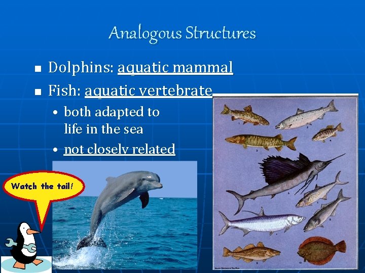 Analogous Structures n n Dolphins: aquatic mammal Fish: aquatic vertebrate • both adapted to