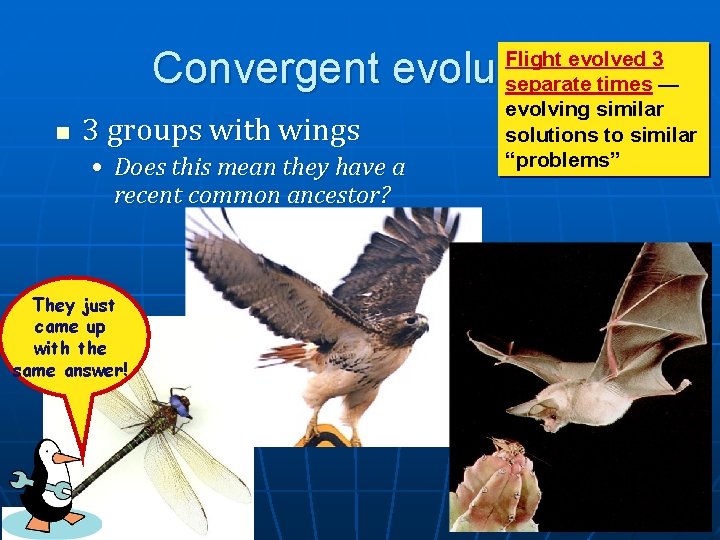 Convergent evolution n 3 groups with wings • Does this mean they have a Convergent evolution n 3 groups with wings • Does this mean they have a