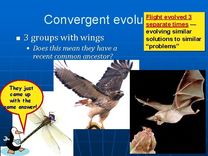 Convergent evolution n 3 groups with wings • Does this mean they have a