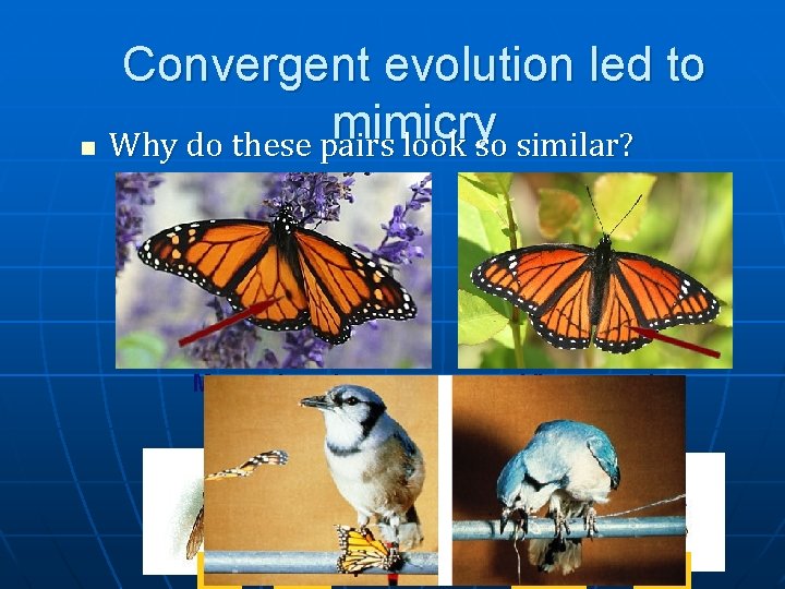 Convergent evolution led to mimicry n Why do these pairs look so similar? Monarch