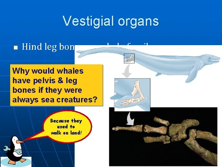 Vestigial organs n Hind leg bones on whale fossils Why would whales have pelvis