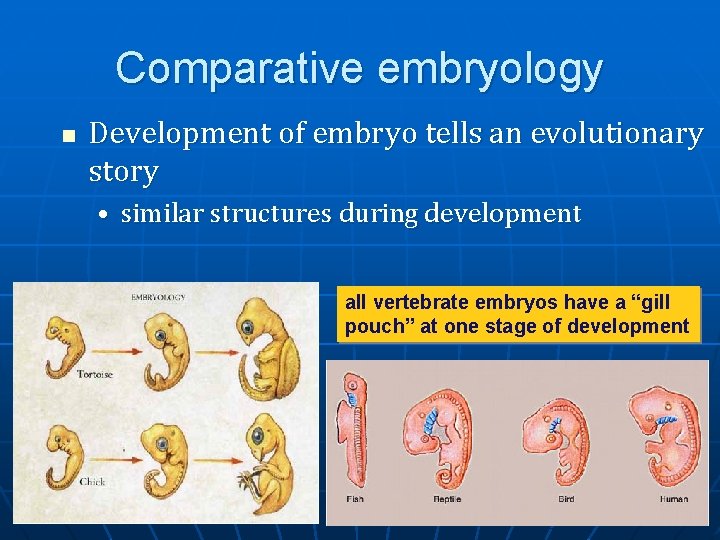 Comparative embryology n Development of embryo tells an evolutionary story • similar structures during Comparative embryology n Development of embryo tells an evolutionary story • similar structures during