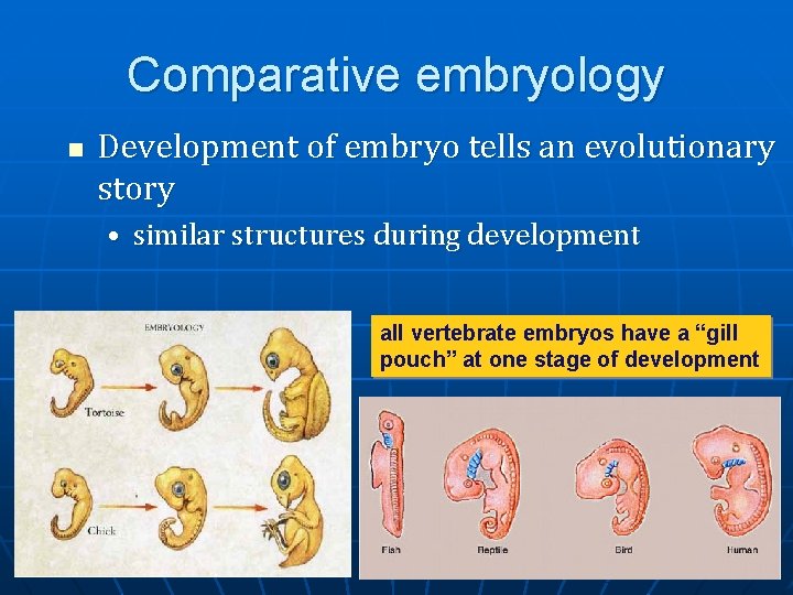 Comparative embryology n Development of embryo tells an evolutionary story • similar structures during