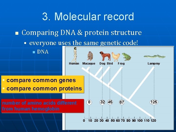 3. Molecular record n Comparing DNA & protein structure • everyone uses the same