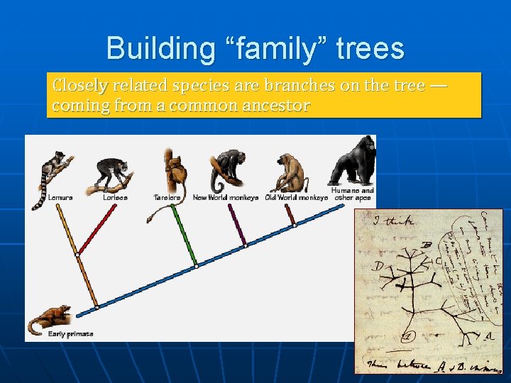 Building “family” trees Closely related species are branches on the tree — coming from