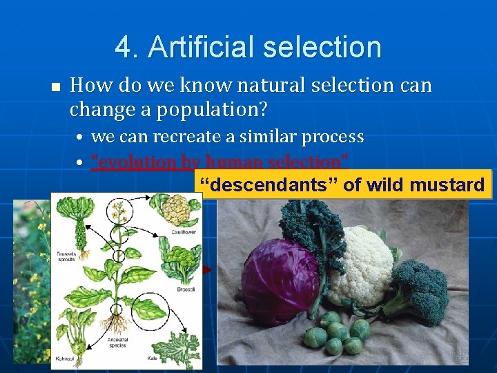 4. Artificial selection n How do we know natural selection can change a population?