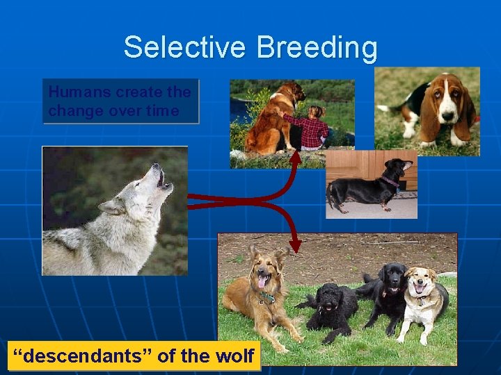 Selective Breeding Humans create the change over time “descendants” of the wolf Selective Breeding Humans create the change over time “descendants” of the wolf