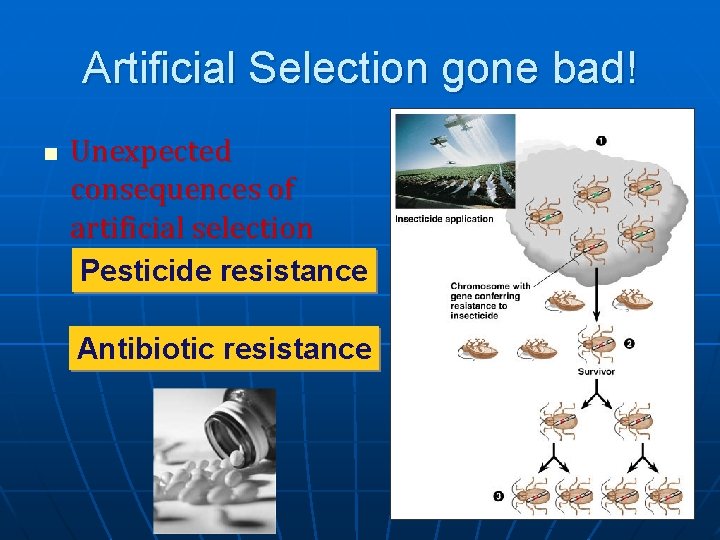 Artificial Selection gone bad! n Unexpected consequences of artificial selection Pesticide resistance Antibiotic resistance