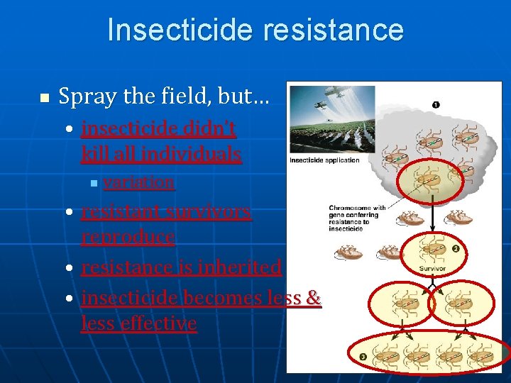 Insecticide resistance n Spray the field, but… • insecticide didn’t kill all individuals n