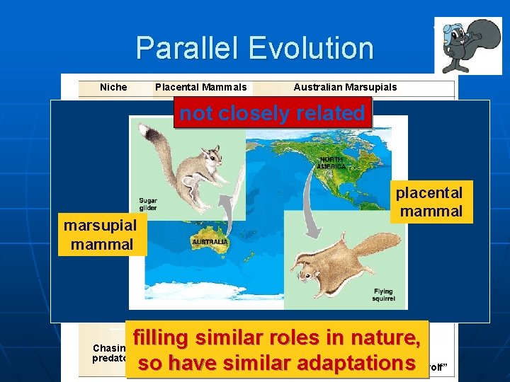 Parallel Evolution Niche Placental Mammals Burrower not closely related Mole Anteater Nocturnal insectivore Climber