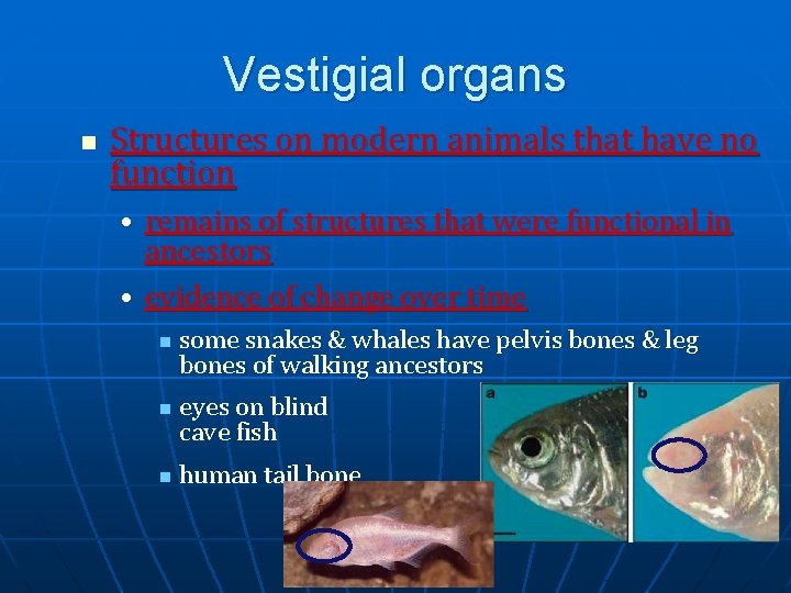 Vestigial organs n Structures on modern animals that have no function • remains of Vestigial organs n Structures on modern animals that have no function • remains of