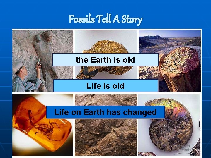 Fossils Tell A Story the Earth is old Life on Earth has changed 