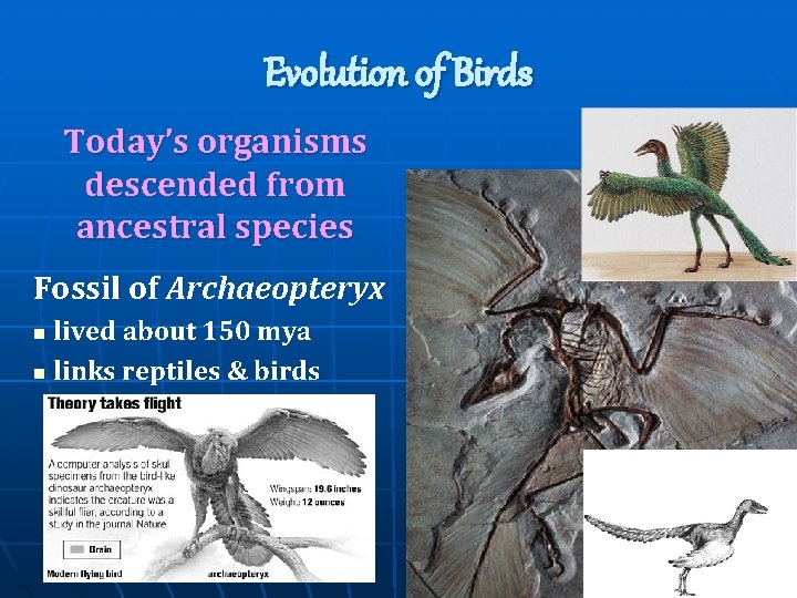 Evolution of Birds Today’s organisms descended from ancestral species Fossil of Archaeopteryx lived about Evolution of Birds Today’s organisms descended from ancestral species Fossil of Archaeopteryx lived about