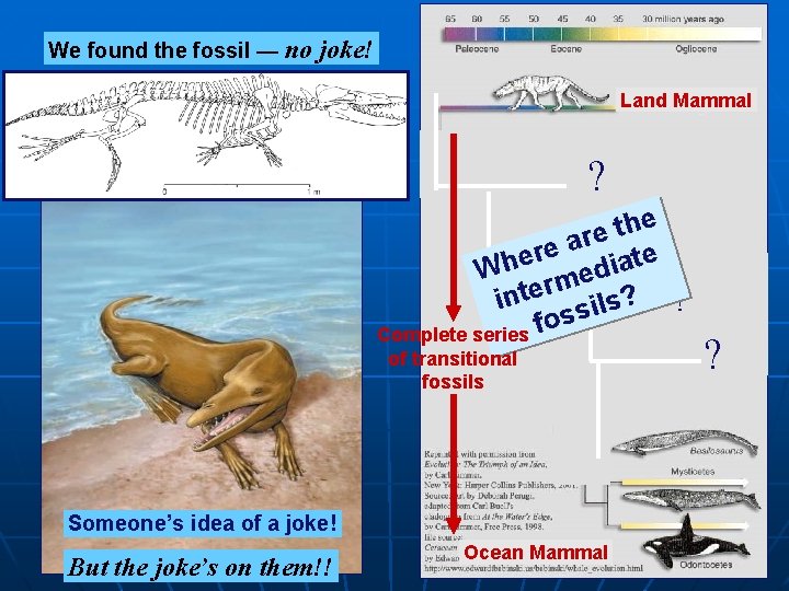 We found the fossil — no joke! Land Mammal ? e h t e